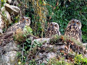 Uhus in den Zugwiesen Ludwigsburg