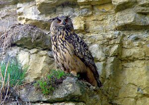 Uhu in den Felsen bei Poppenweiler