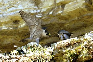 Wanderfalken am Brutplatz